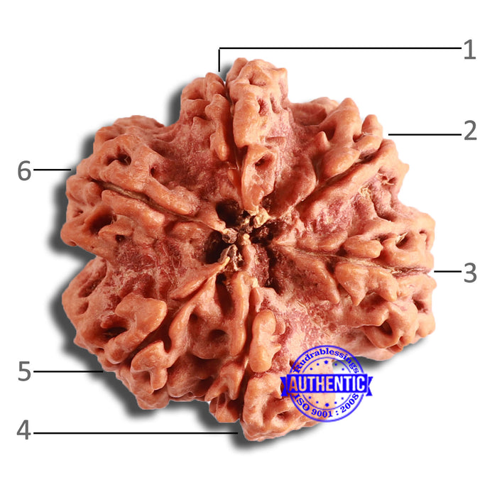 6 Mukhi Rudraksha from Nepal - Bead No. 441