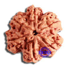 Load image into Gallery viewer, 6 Mukhi Rudraksha from Nepal - Bead No. 441
