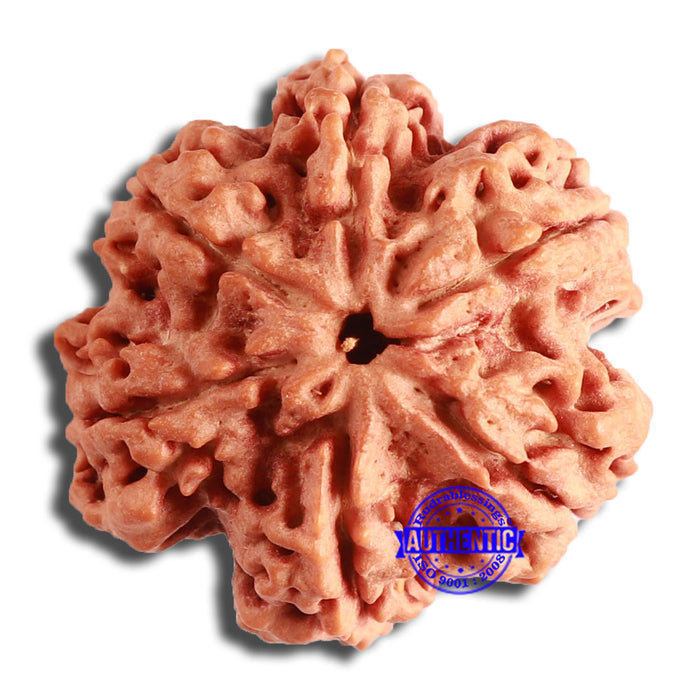 6 Mukhi Rudraksha from Nepal - Bead No. 441