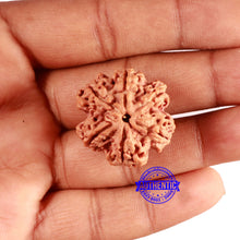 Load image into Gallery viewer, 6 Mukhi Rudraksha from Nepal - Bead No. 441
