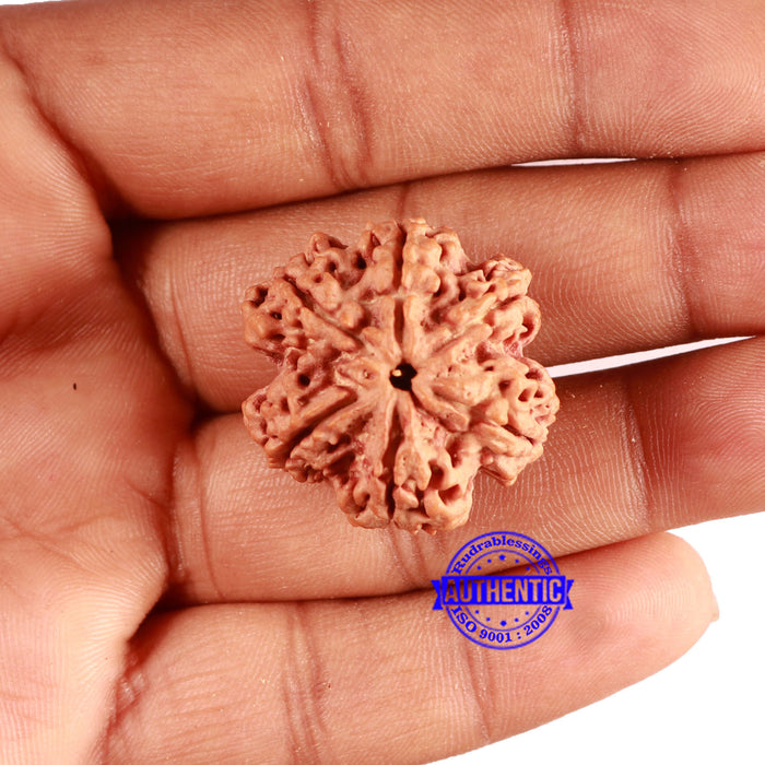 6 Mukhi Rudraksha from Nepal - Bead No. 441