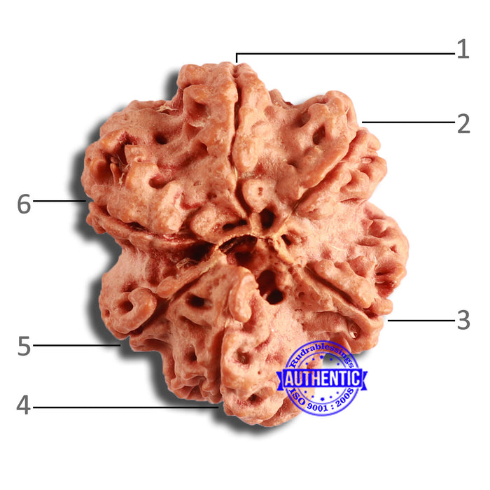6 Mukhi Rudraksha from Nepal - Bead No. 442