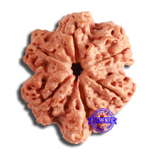 Load image into Gallery viewer, 6 Mukhi Rudraksha from Nepal - Bead No. 442
