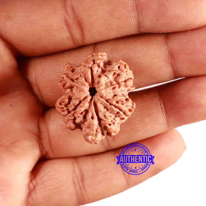 6 Mukhi Rudraksha from Nepal - Bead No. 442