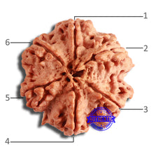 Load image into Gallery viewer, 6 Mukhi Rudraksha from Nepal - Bead No. 443
