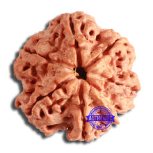 Load image into Gallery viewer, 6 Mukhi Rudraksha from Nepal - Bead No. 443
