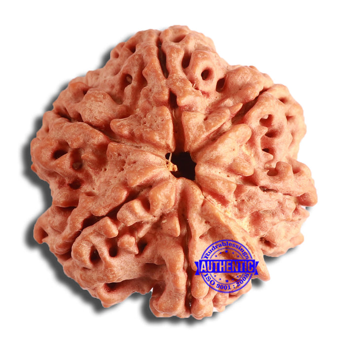 6 Mukhi Rudraksha from Nepal - Bead No. 443