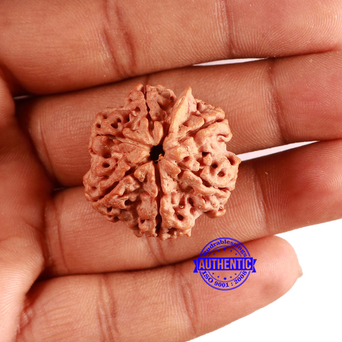 6 Mukhi Rudraksha from Nepal - Bead No. 443