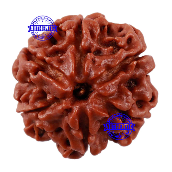 6 Mukhi Rudraksha from Nepal - Bead No. 199