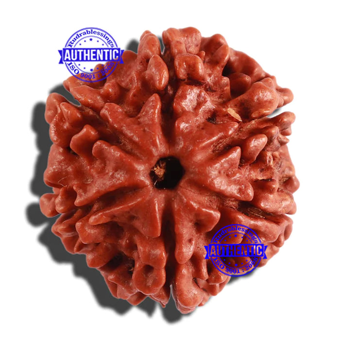 6 Mukhi Rudraksha from Nepal - Bead No. 276