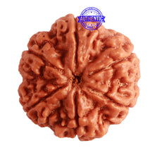 Load image into Gallery viewer, 6 Mukhi Rudraksha from Nepal - Bead No. 396
