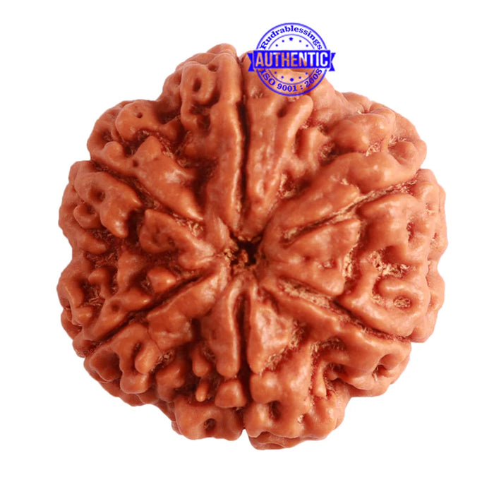 6 Mukhi Rudraksha from Nepal - Bead No. 396