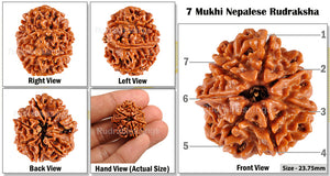 7 Mukhi Nepalese Rudraksha - Bead No. 25
