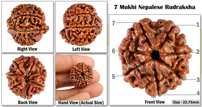 7 Mukhi Nepalese Rudraksha - Bead No. 28