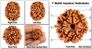 7 Mukhi Nepalese Rudraksha - Bead No. 31