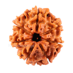 7 Mukhi Nepalese Rudraksha - Bead No. 54