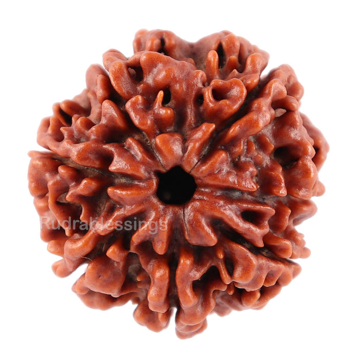 7 Mukhi Nepalese Rudraksha - Bead No. 56