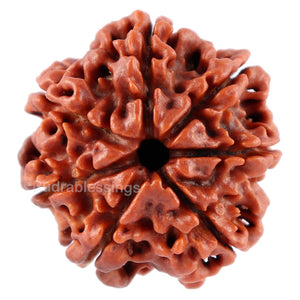 7 Mukhi Nepalese Rudraksha - Bead No. 59