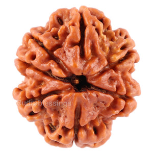 7 Mukhi Nepalese Rudraksha - Bead No. 60