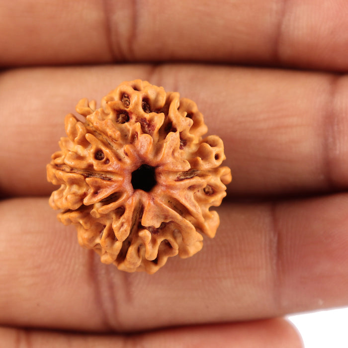 7 Mukhi Nepalese Rudraksha - Bead No. 51