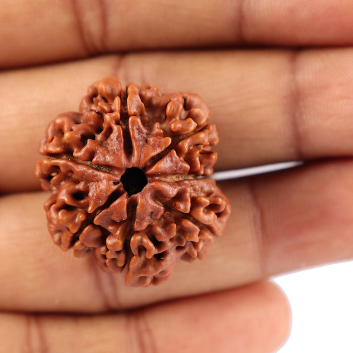 7 Mukhi Nepalese Rudraksha - Bead No. 57