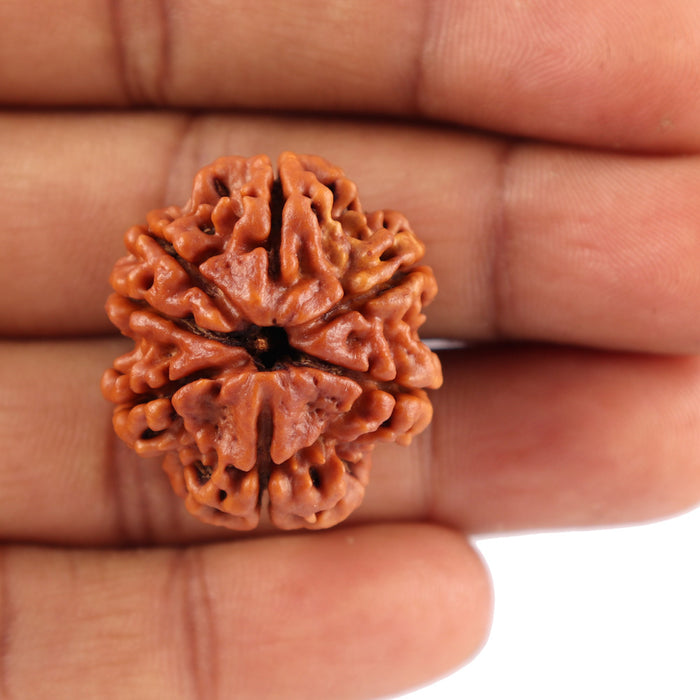 7 Mukhi Nepalese Rudraksha - Bead No. 60