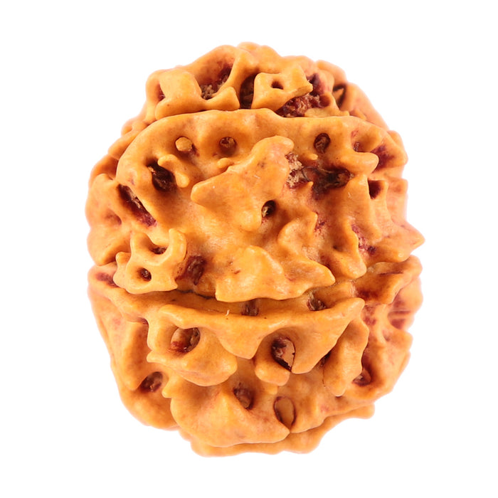 7 Mukhi Nepalese Rudraksha - Bead No. 51