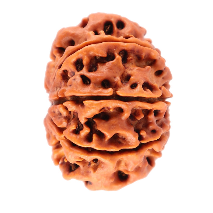 7 Mukhi Nepalese Rudraksha - Bead No. 52