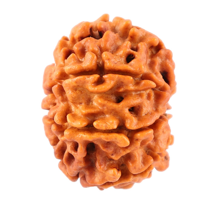 7 Mukhi Nepalese Rudraksha - Bead No. 54
