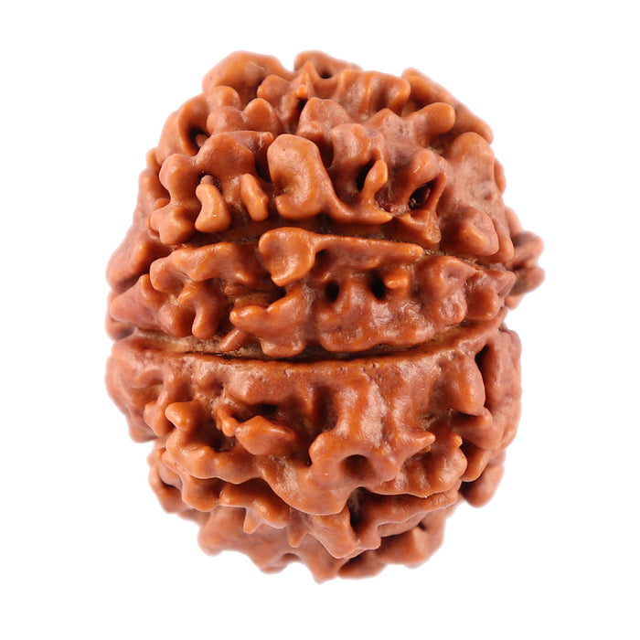 7 Mukhi Nepalese Rudraksha - Bead No. 57