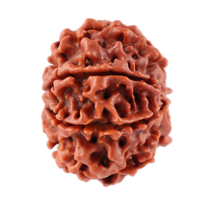 7 Mukhi Nepalese Rudraksha - Bead No. 59