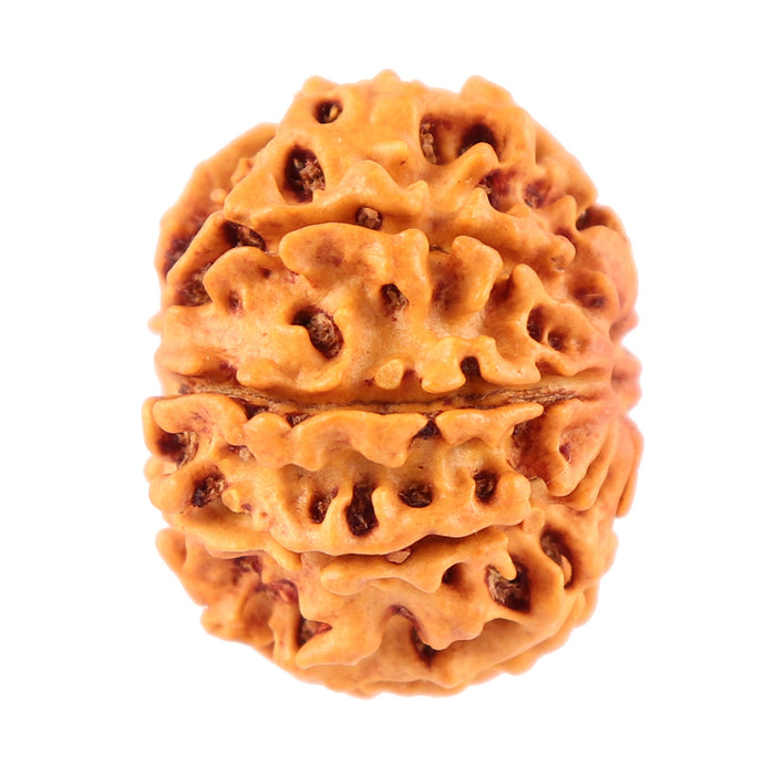 7 Mukhi Nepalese Rudraksha - Bead No. 51
