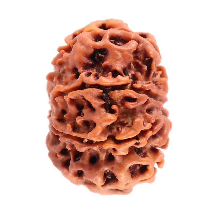 7 Mukhi Nepalese Rudraksha - Bead No. 52