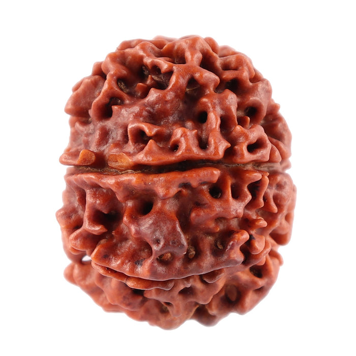 7 Mukhi Nepalese Rudraksha - Bead No. 59