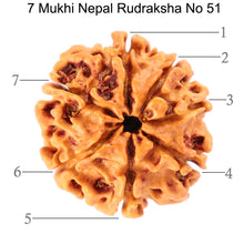 Load image into Gallery viewer, 7 Mukhi Nepalese Rudraksha - Bead No. 51
