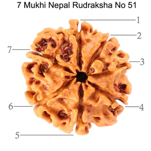 7 Mukhi Nepalese Rudraksha - Bead No. 51