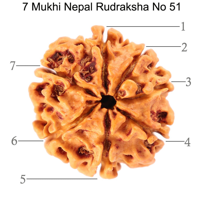 7 Mukhi Nepalese Rudraksha - Bead No. 51