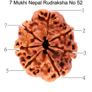 7 Mukhi Nepalese Rudraksha - Bead No. 52
