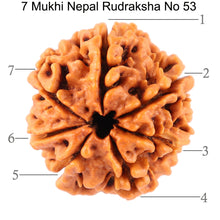 Load image into Gallery viewer, 7 Mukhi Nepalese Rudraksha - Bead No. 53
