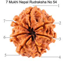 Load image into Gallery viewer, 7 Mukhi Nepalese Rudraksha - Bead No. 54

