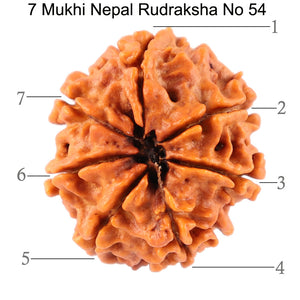 7 Mukhi Nepalese Rudraksha - Bead No. 54