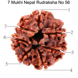 7 Mukhi Nepalese Rudraksha - Bead No. 56