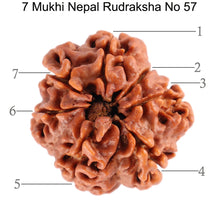 Load image into Gallery viewer, 7 Mukhi Nepalese Rudraksha - Bead No. 57
