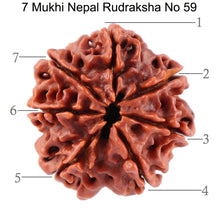 Load image into Gallery viewer, 7 Mukhi Nepalese Rudraksha - Bead No. 59
