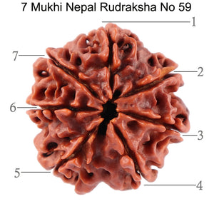 7 Mukhi Nepalese Rudraksha - Bead No. 59