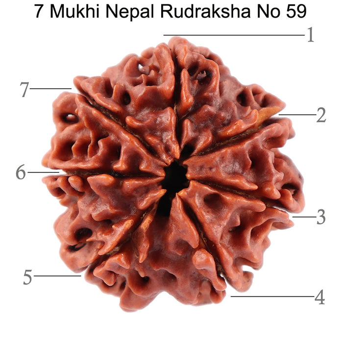 7 Mukhi Nepalese Rudraksha - Bead No. 59
