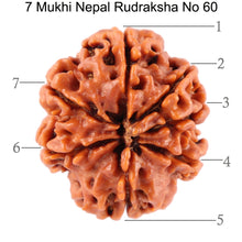 Load image into Gallery viewer, 7 Mukhi Nepalese Rudraksha - Bead No. 60
