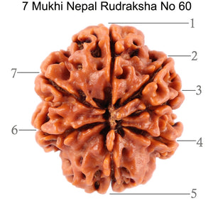 7 Mukhi Nepalese Rudraksha - Bead No. 60
