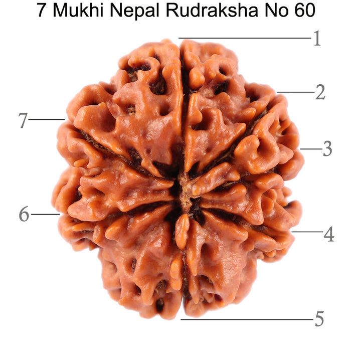 7 Mukhi Nepalese Rudraksha - Bead No. 60