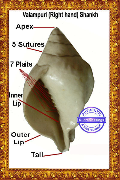 Valampuri Shankh - 780 gms